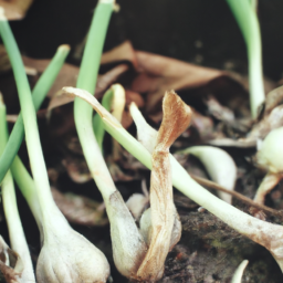 Fertilization Needs for Growing Garlic in Tennessee