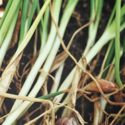 Advancements in Garlic Harvesting Machinery