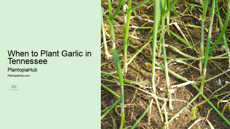 When to Plant Garlic in Tennessee